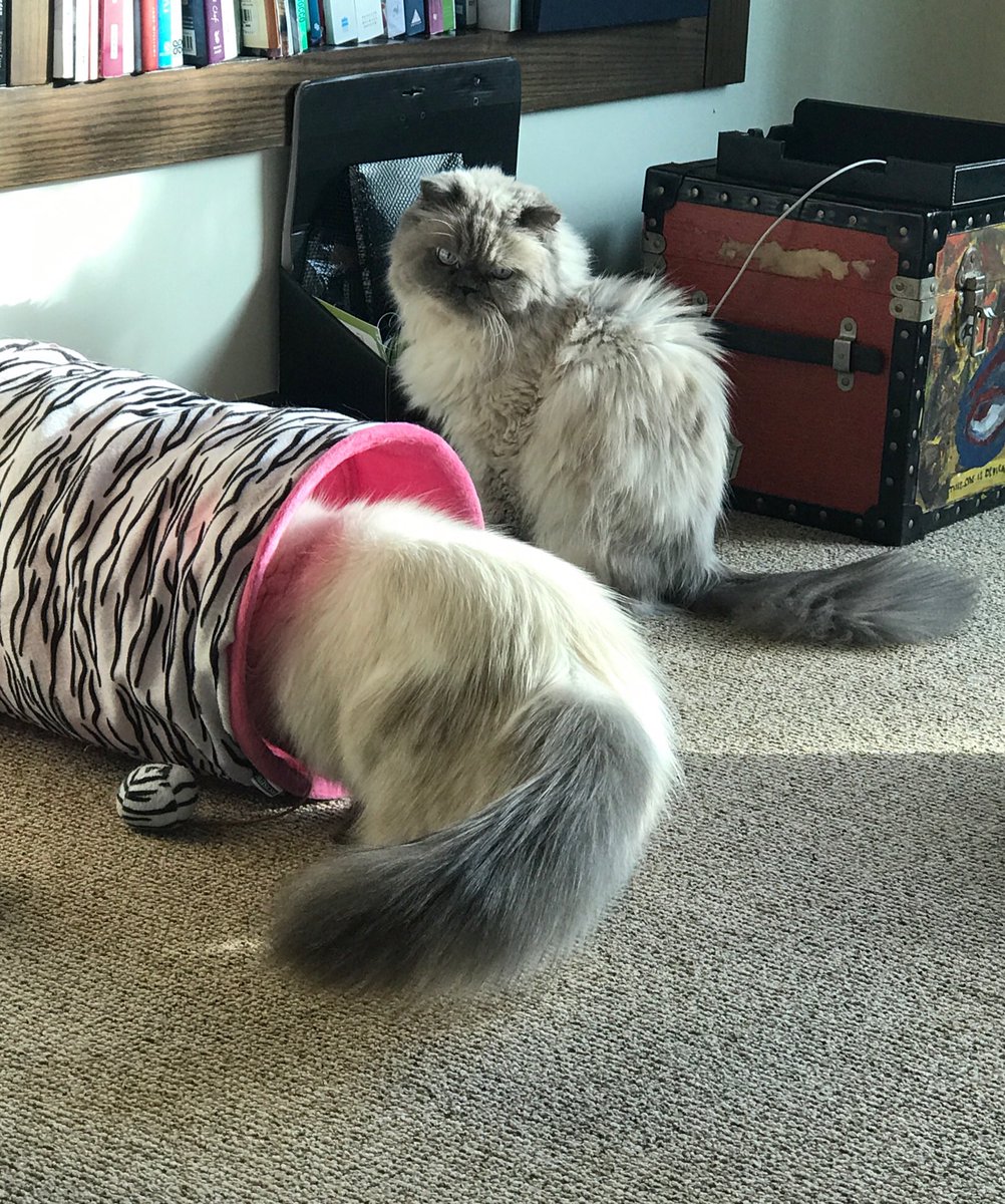 PoppyTheAdopted's tweet photo. Poppy's #tipfortheday #howtohide. If you can't see them, they can't see you. https://t.co/mKR1C4ICma