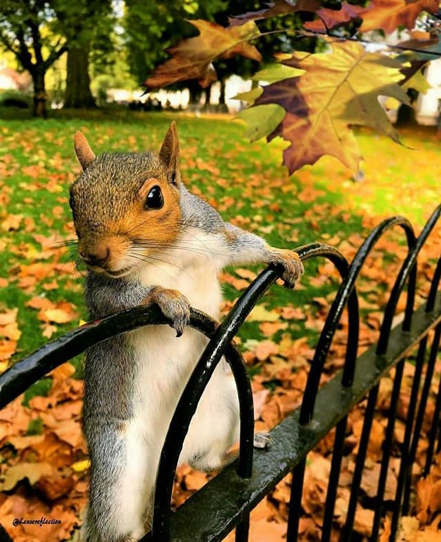 lifestylings's tweet photo. Look who is here to #play at #StJamesPark! #LensReflection #autumn #nature #halftermfun #LoveLondon @touring_britain https://t.co/lrqfhVGpIo