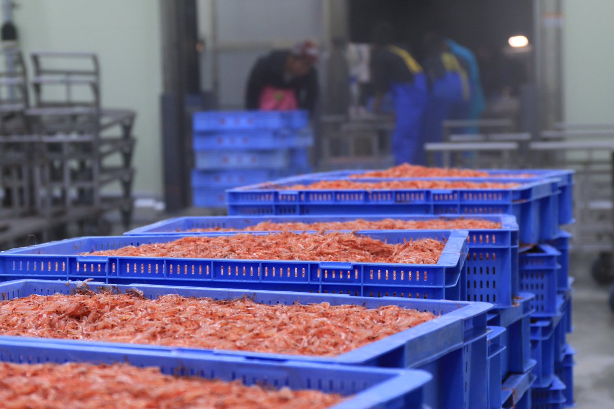 静岡ヤママル 桜えび秋漁について 由比漁港 今日は製氷機が修理を終えて復活したそうです 解禁は11月5日のまま 由比漁港の船は天候や準備が整い次第海に下ろして漁へ 当面は大井川の船で秋漁をスタートします よろしくお願いいたします