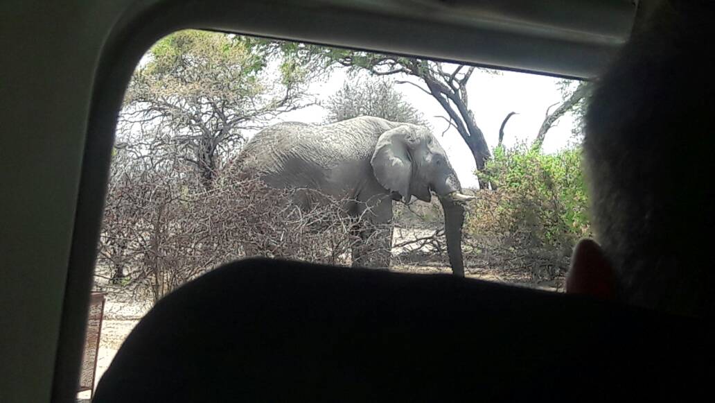 Self-drive #safari moments - meeting the local #wildlife in Khumaga, #Botswana