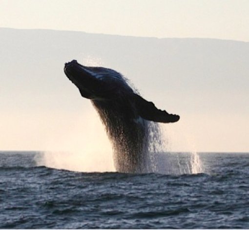 BonnConvention's tweet photo. #CMSCOP12 Committee of the Whole recommends for adoption the Arabia Sea #HumpbackWhale Concerted Action https://t.co/S450hQRsXs