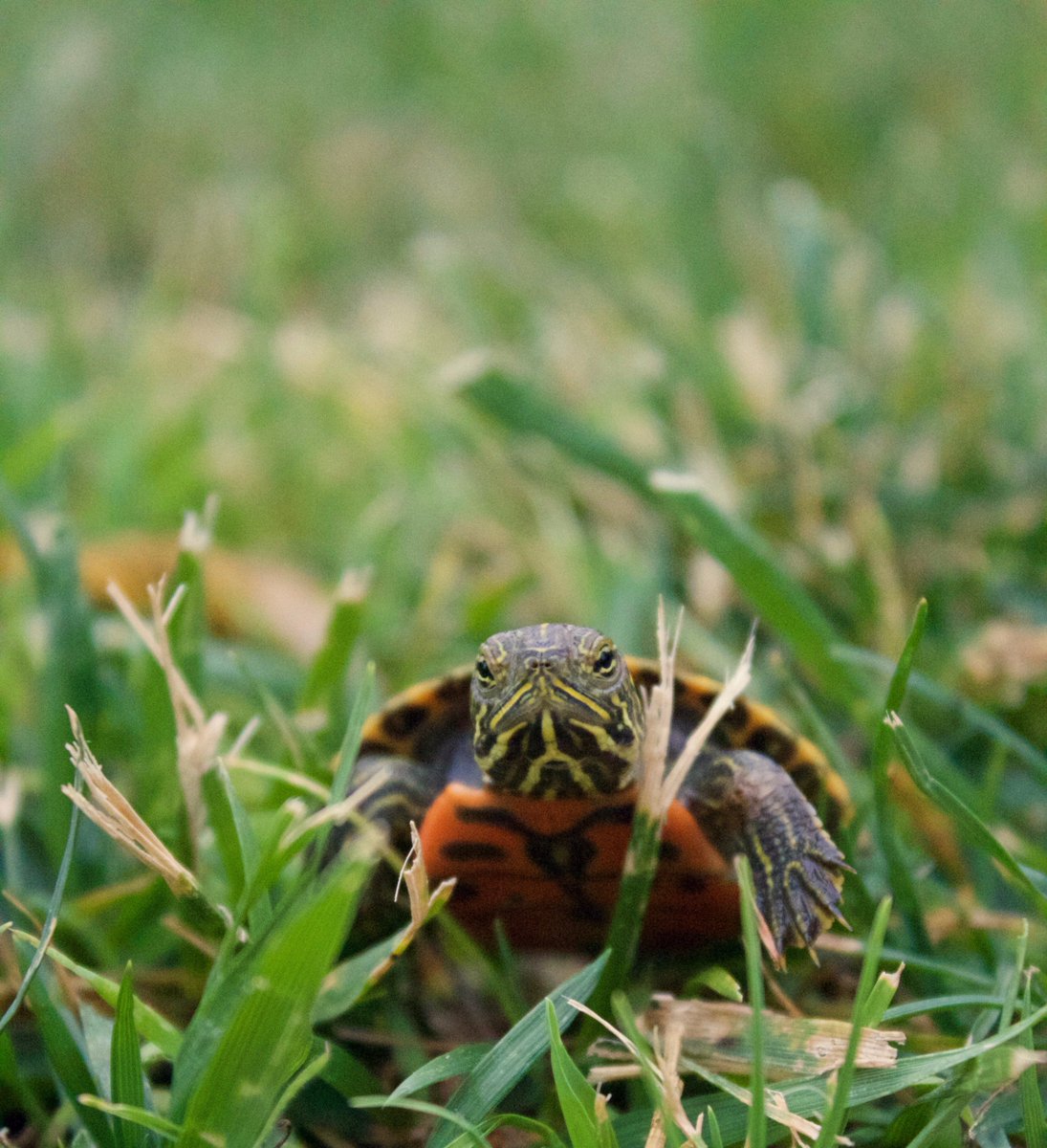 TaskForceTurtle's tweet photo. How #turtles use #cognition to migrate, tomorrow (27 Oct) on @AcademicMinute.
Tune in to NPR or stream from https://t.co/BCcCe1oTwi https://t.co/jjWsrUPyYn