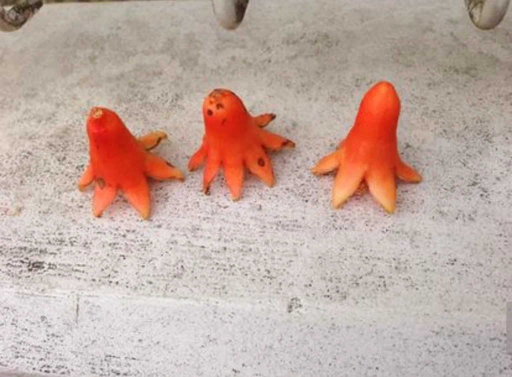 ザクロのつぼみがタコさんウィンナーwwwリスがかじった松ぼっくりと並べるとお弁当にwww