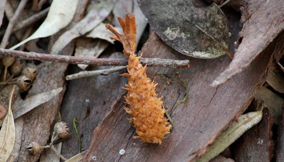 ザクロのつぼみがタコさんウィンナーwwwリスがかじった松ぼっくりと並べるとお弁当にwww