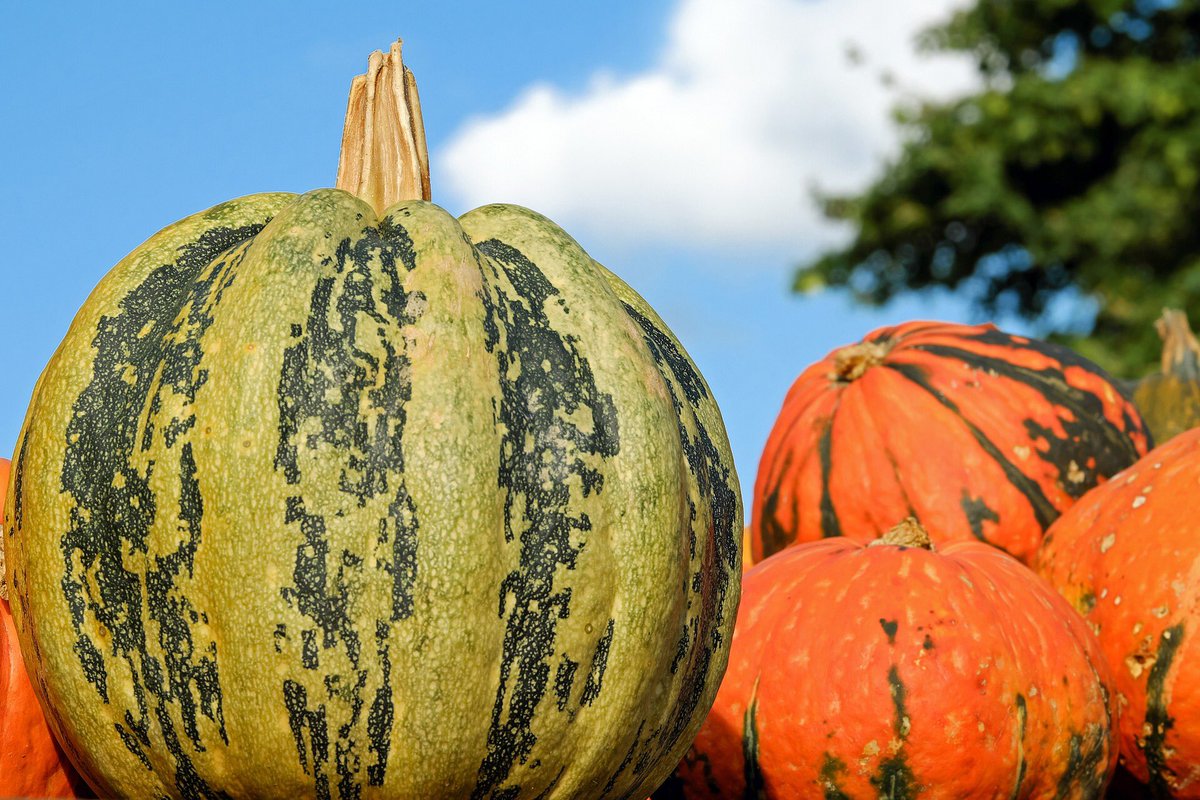 La #zucca non solo uno dei simboli di #Halloween 🎃.Versatile in #cucina, protegge il #cuore e regala buonumore bit.ly/2zRw7sY
