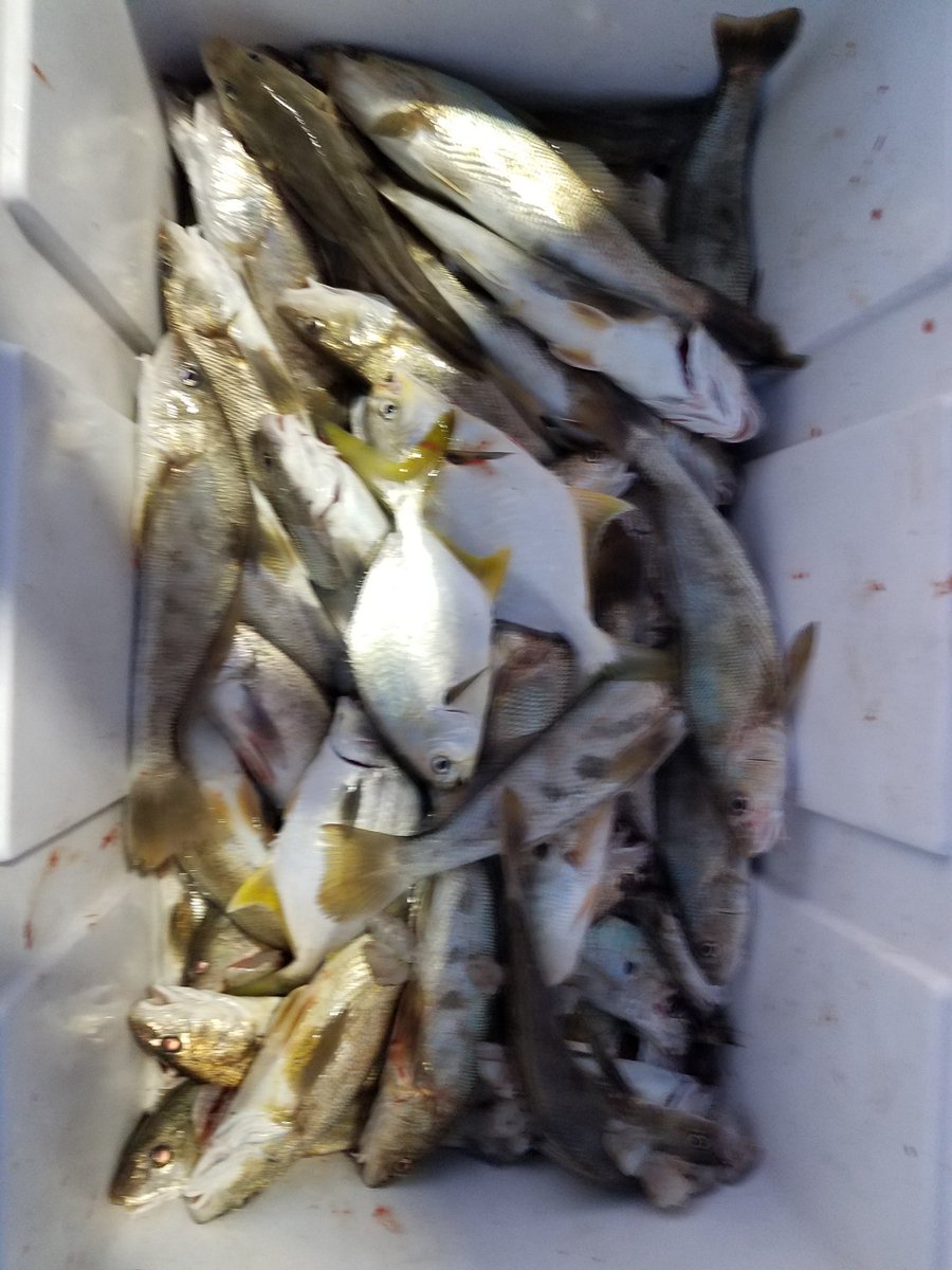 #ThursdayThoughts... currently 50° with a WNW wind at 4mph.. the tide is low..high is at 12:45pm.. caught mullet last night at #SurfCityPier