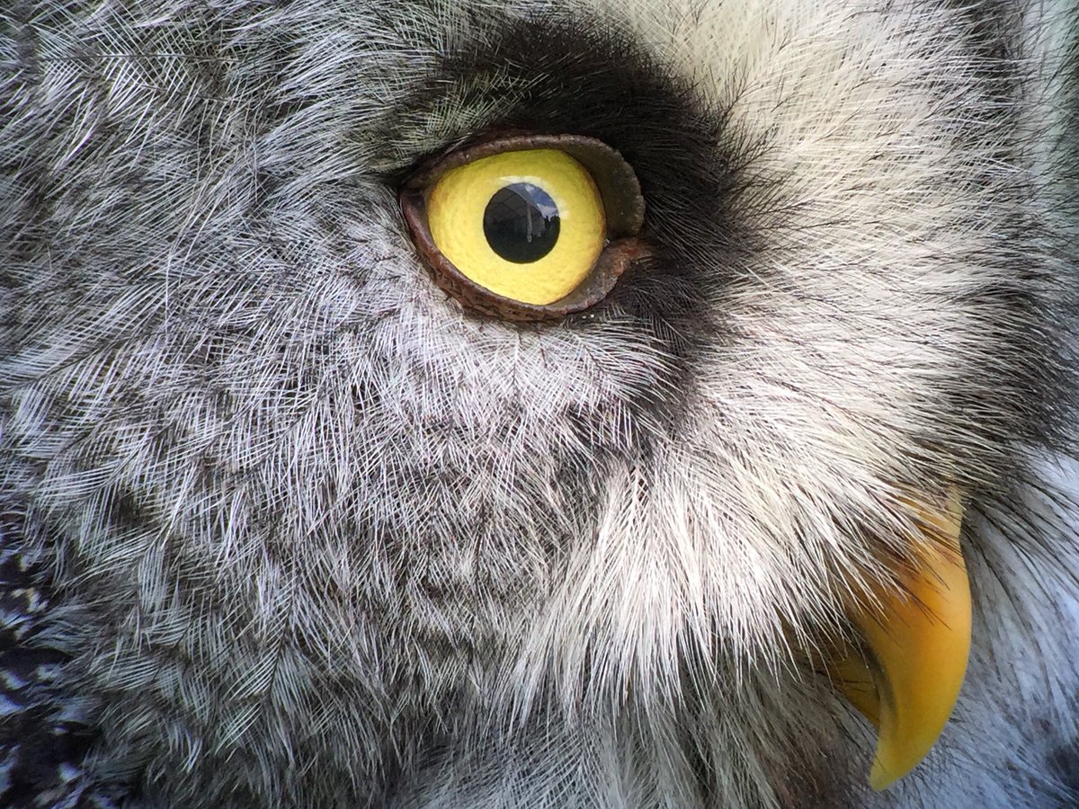 PaulHdigiman's tweet photo. #phonescoping #kowasystem #iphone #kowa884 #detail #feathers #60xmag #maximumzoom #clarity #Greatgreyowl #captive @KowaOpticsEU @KowaOptics https://t.co/LYsmPlSh05