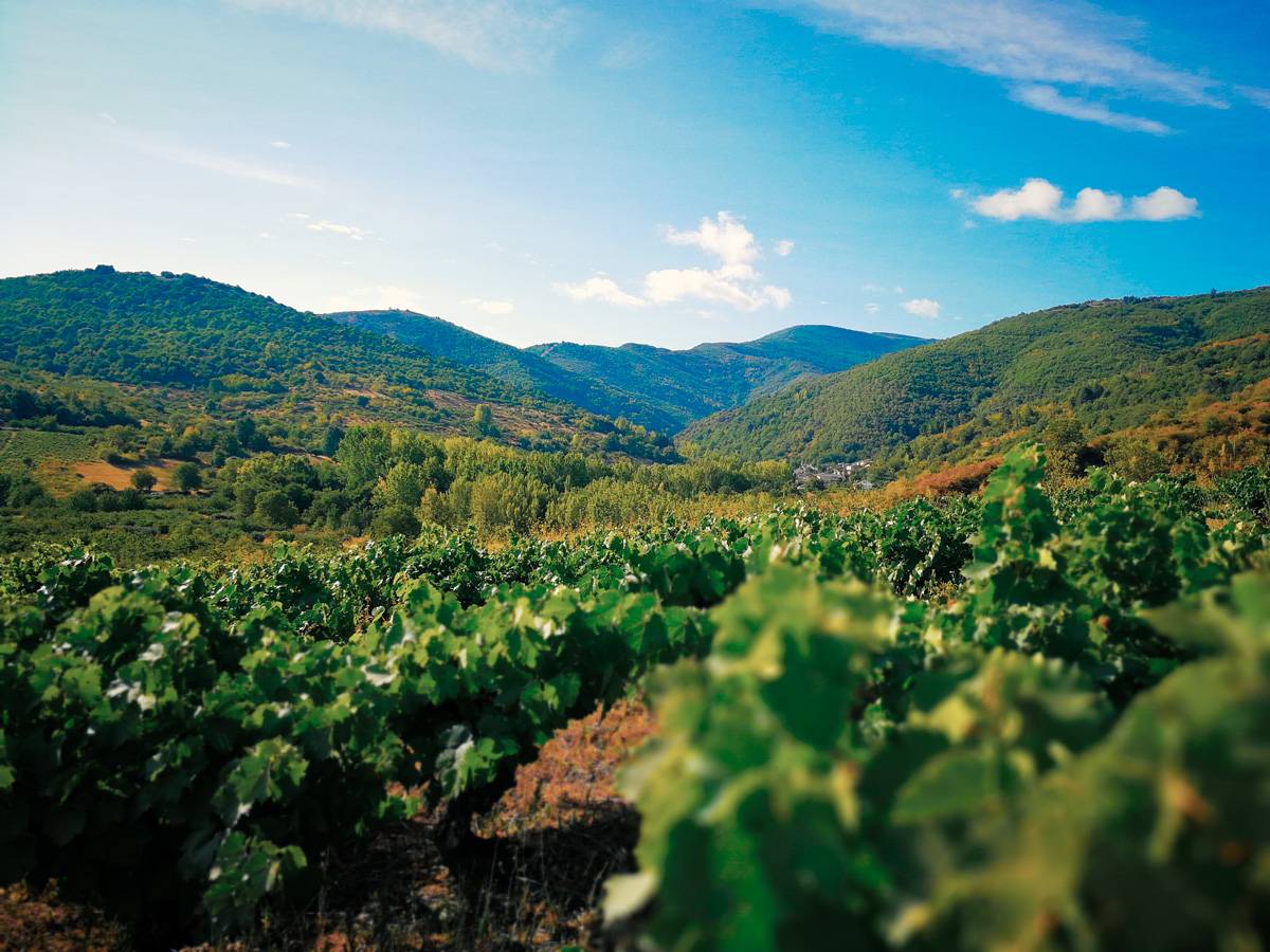 DeRutasySendas's tweet photo. El #Bierzo en el #CaminodeInvierno #CaminodeSantiago #SaintJamesWay #ElCamino #WinterRoute Vídeo--> https://t.co/nQd16IQrbH https://t.co/ya4JgJbMkn