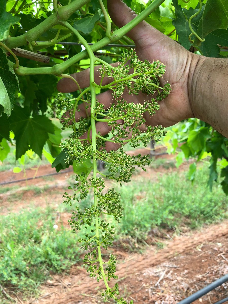 tristanmsmith91's tweet photo. First sign of flower in Thompson's in Euston this year. Good bunch structure purely from good nutrition! #smartfarmer #eldersliveit https://t.co/eQczYdSapn