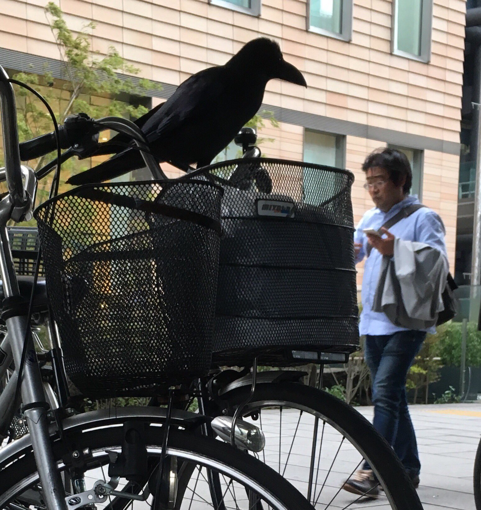 読売新聞写真部 取材余話 傍若無人なカラス 銀座 での取材帰り タクシー待ちをしている時 背後でガサゴソ音がしたので振り向くと 停めてある自転車のカゴをカラスが物色しておりました 通行人を恐がるでも 読売新聞写真部 取材余話 傍若無人なカラス 銀座 での取材帰り タクシー待ちをしている時 背後でガサゴソ音がしたので振り向くと 停めてある自転車のカゴをカラスが物色しておりました 通行人を恐がるでも