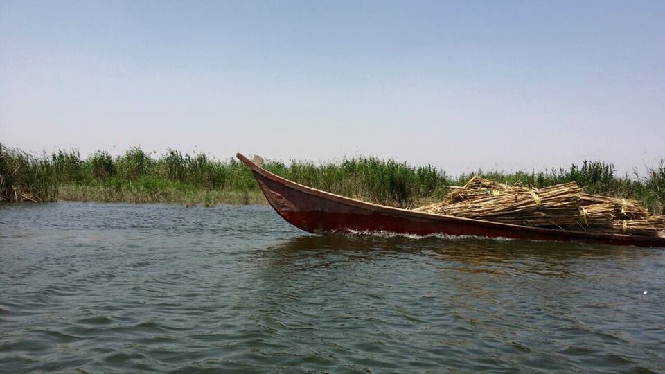 الاهوار الموطن السومري ....
Marshes in Chabaish city
السياحةفي اهوار قضاء الجبايش في محافظة ذي قار .
 #IRAQesque