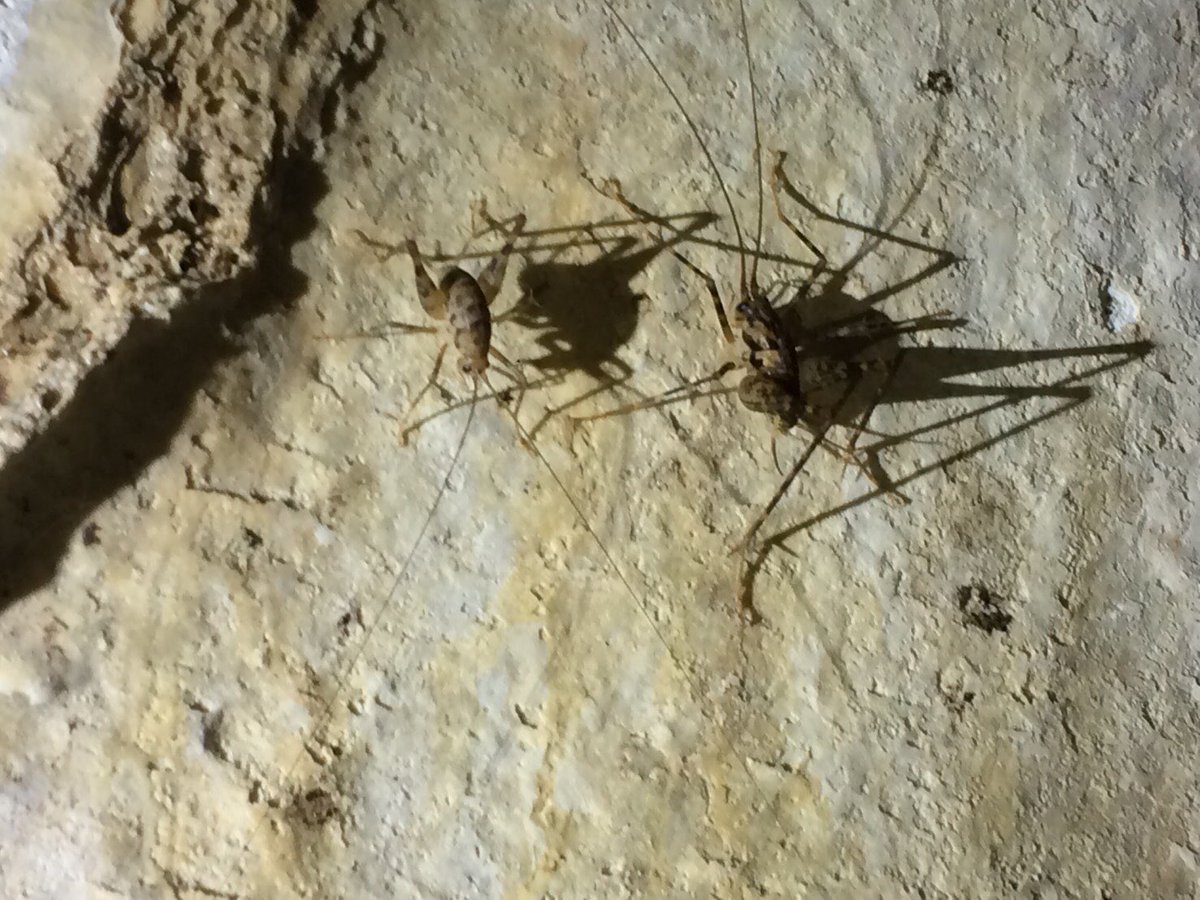 カマドウマすごいぜ やつは 植物種子の 運び屋 として活躍していた 末次健司氏が研究を発表 3ページ目 Togetter カマドウマすごいぜ やつは 植物種子の 運び屋 として活躍していた 末次健司氏が研究を発表 3ページ目 Togetter