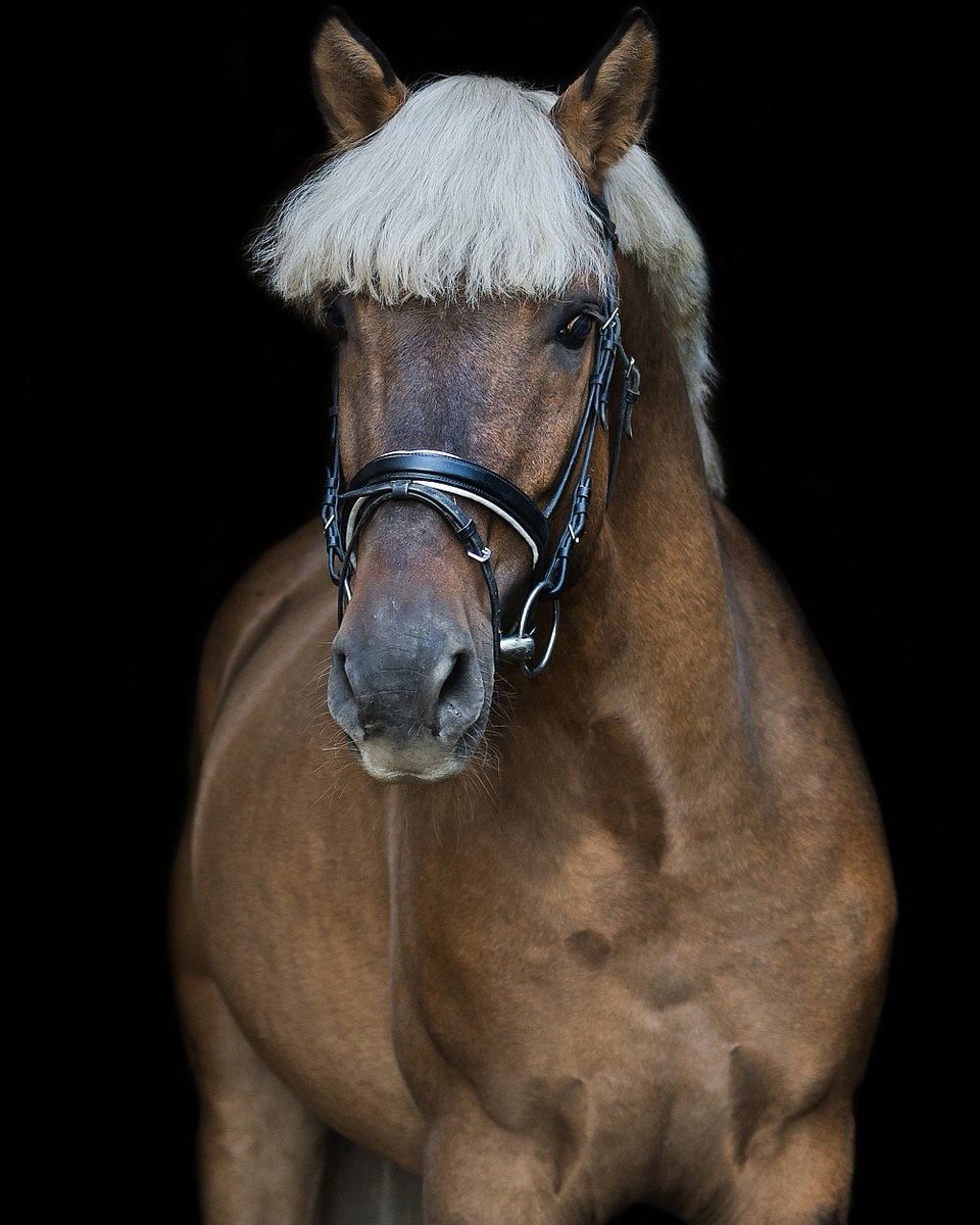 Horsesales.lt (horsesales_lt) Twitter