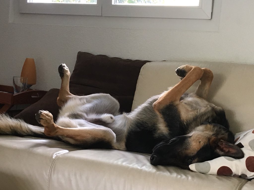 Haggazussa's tweet photo. @redlightvoices Comfy dogs https://t.co/fT5DQSa4pg