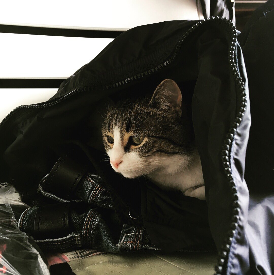 airbubblelover's tweet photo. Ušuškavanje u stvari - neprocenjivo! 🐾 https://t.co/WwEsi2suTm