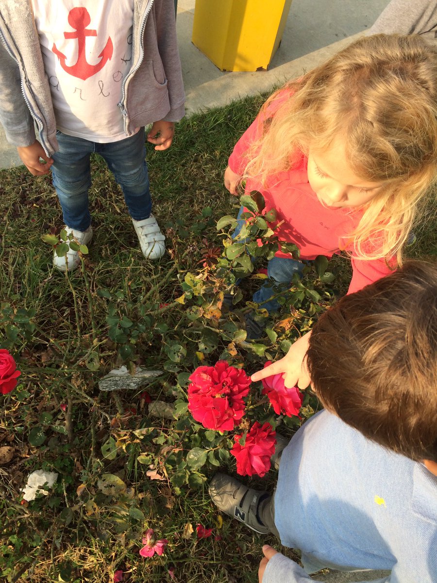 We found tiny caterpillars at recess!! We are being careful not to touch them even though we SO really extremely want to. #Kindergarten
