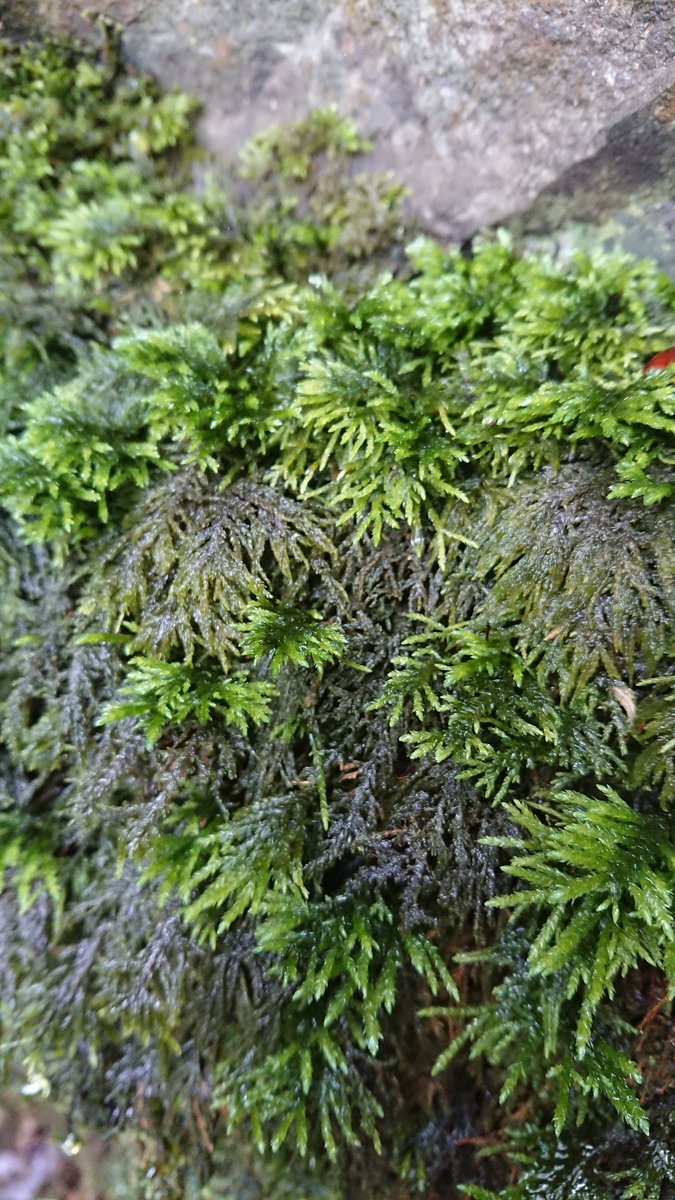 fossilplants's tweet photo. Very excited that @luciaruffino65 is coming to help me do a #Bryophyte survey of the garden this weekend #FirstPlants https://t.co/Vxiqrx4Da4