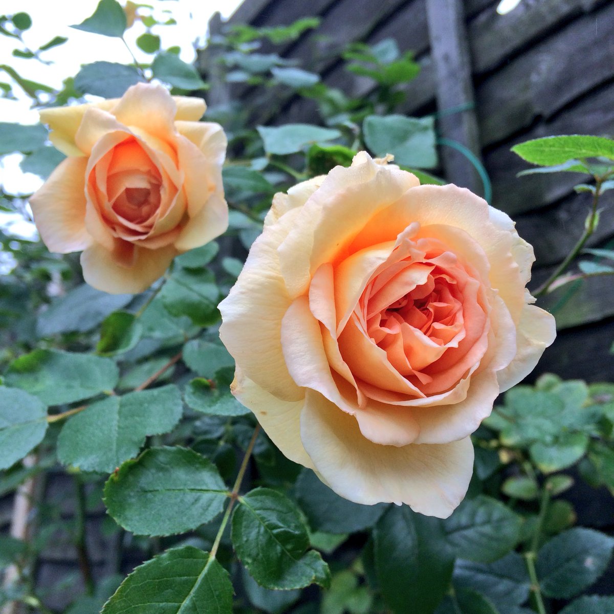 白田あや Twitterissa 今月末から冬時間 バスシーバ レディオブシャーロット Davidaustinroses バラ 薔薇 ガーデニング Gardening