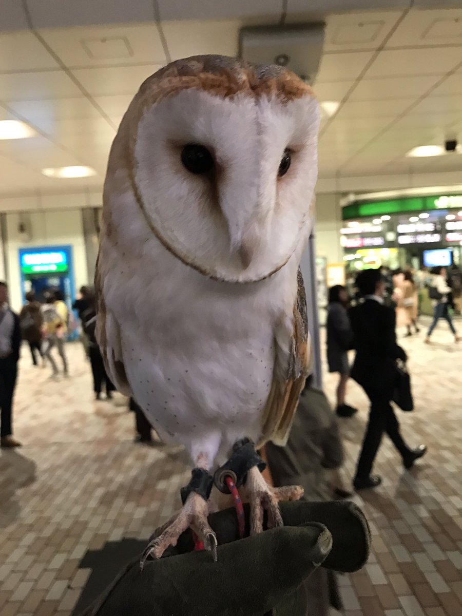 ふくろう茶房動物取扱責任者 Di Twitter 新宿駅東口なう メンフクロウちゃんと一緒に散歩中です ๑ᴖ ᴖ๑ ふくろう茶房新宿店 ふくろう フクロウ Owl ハロウィン 山積み 新宿東口 イベント フクロウカフェ ふれあい もふもふ 動物 カフェ 拡散