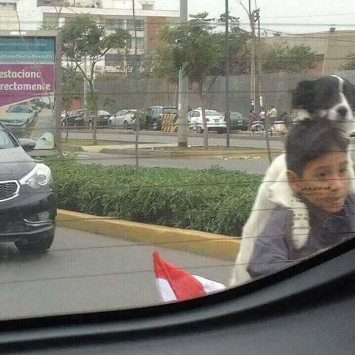 HayQueSaberlo's tweet photo. Hermosas fotografías desde Perú: un niño fue captado paseando alegramente a su perrito. https://t.co/yarYzqIATq
