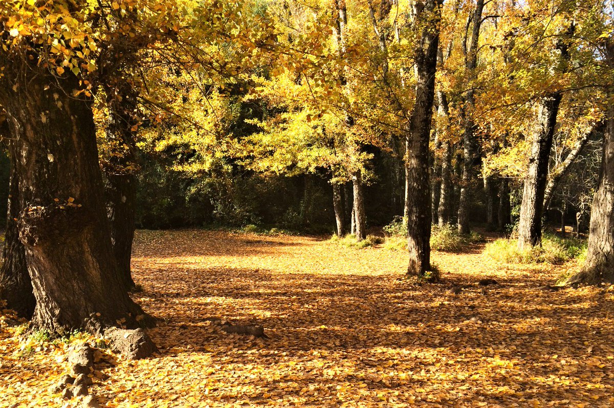 RT <a href="/AETCadiz/">AETC</a>: Sendero del Bosque a #Benamahoma 😊 #cadiz #sierradecadiz