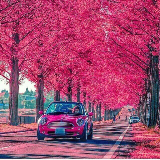 مختارات on Twitter: "طريق الزهور "أوروبا"🌸. https://t.co/PmVnDfKNMk" / Twitter