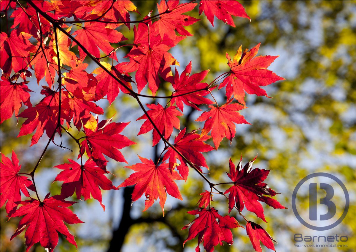 Barneto_SI's tweet photo. Nou post al nostre blog 🖥️👉: https://t.co/uSng1bOhPB 
#Barneto #ServeisImmobiliaris #Girona #Vendapisos #realestate #Rent #Rent #autumn https://t.co/ZTaLYchCel