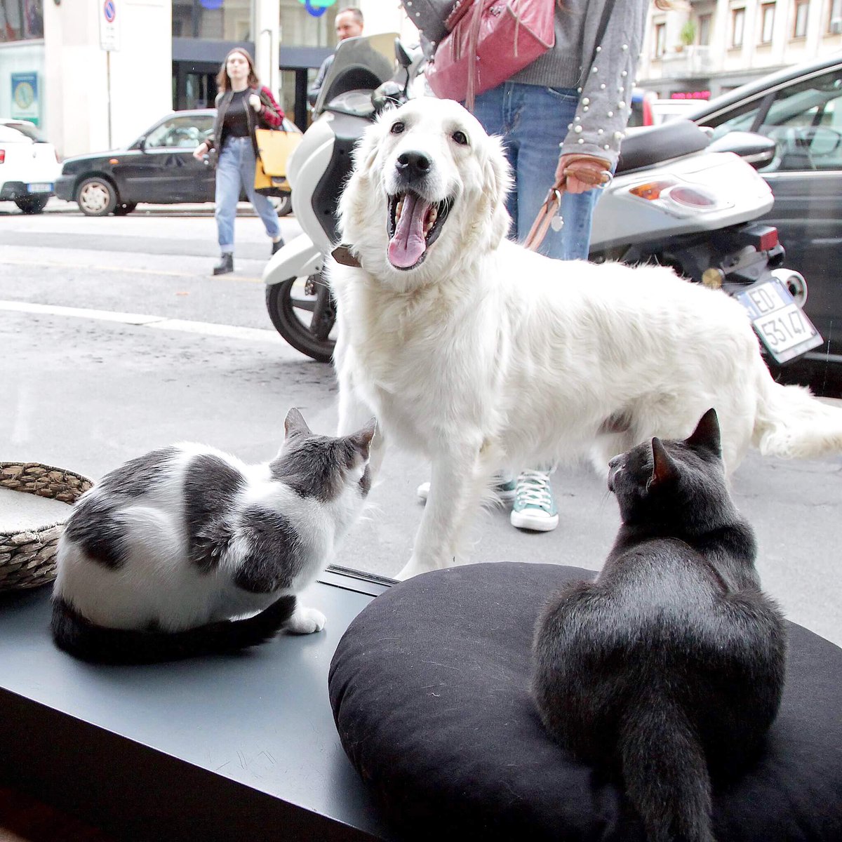 Crazy Cat Café tweet media