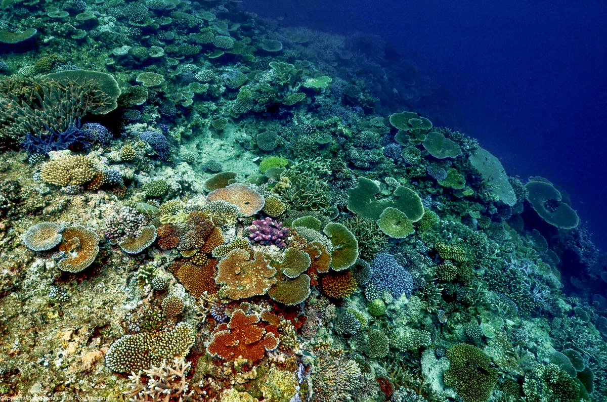 JustOneOcean's tweet photo. Coral is ingesting our #plasticpollution @dicapriofdn @MissionBlue @MatthewModine @PlasticPollutes https://t.co/0LHO88SmPk https://t.co/J9nEXa2d4o