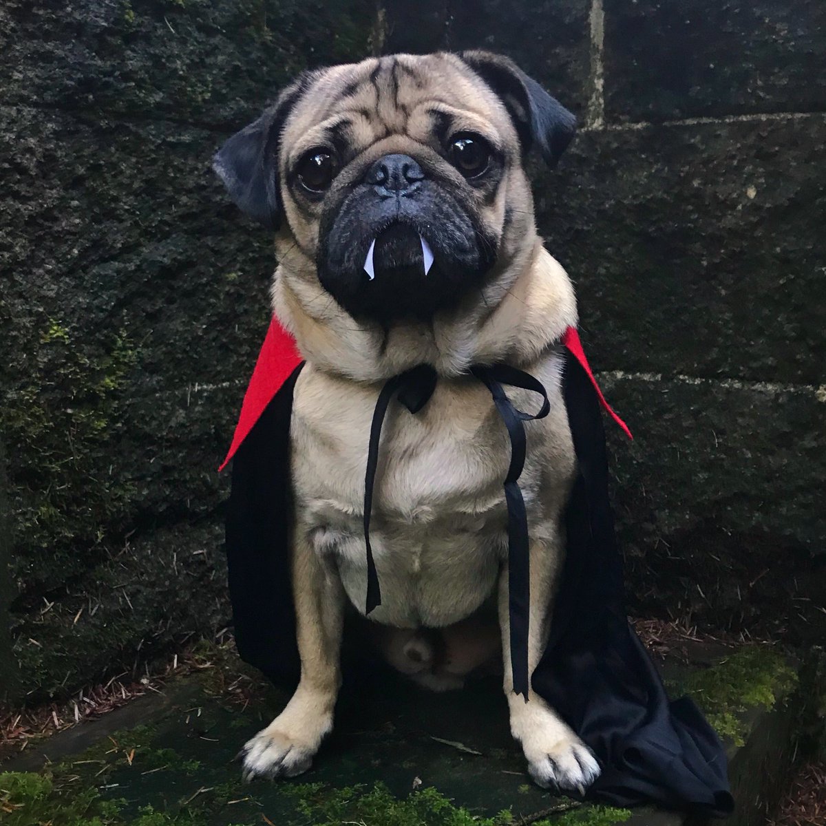 собака в готическом стиле. лапочка собачка. чёрная немецкая овчарка 1 год. собака в ушанке. собака гот.