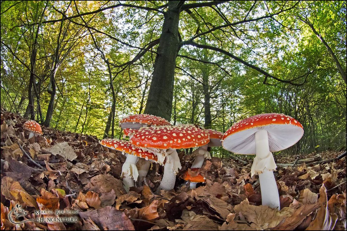 ParcoBeigua's tweet photo. Immersi tra i colori strepitosi dell'autunno #Beigua, domenica 29/10 foto trekking da Pratorotondo lungo il Sentiero Natura, imperdibile! https://t.co/JMfH0PaGWd https://t.co/R5BtyTkkAl