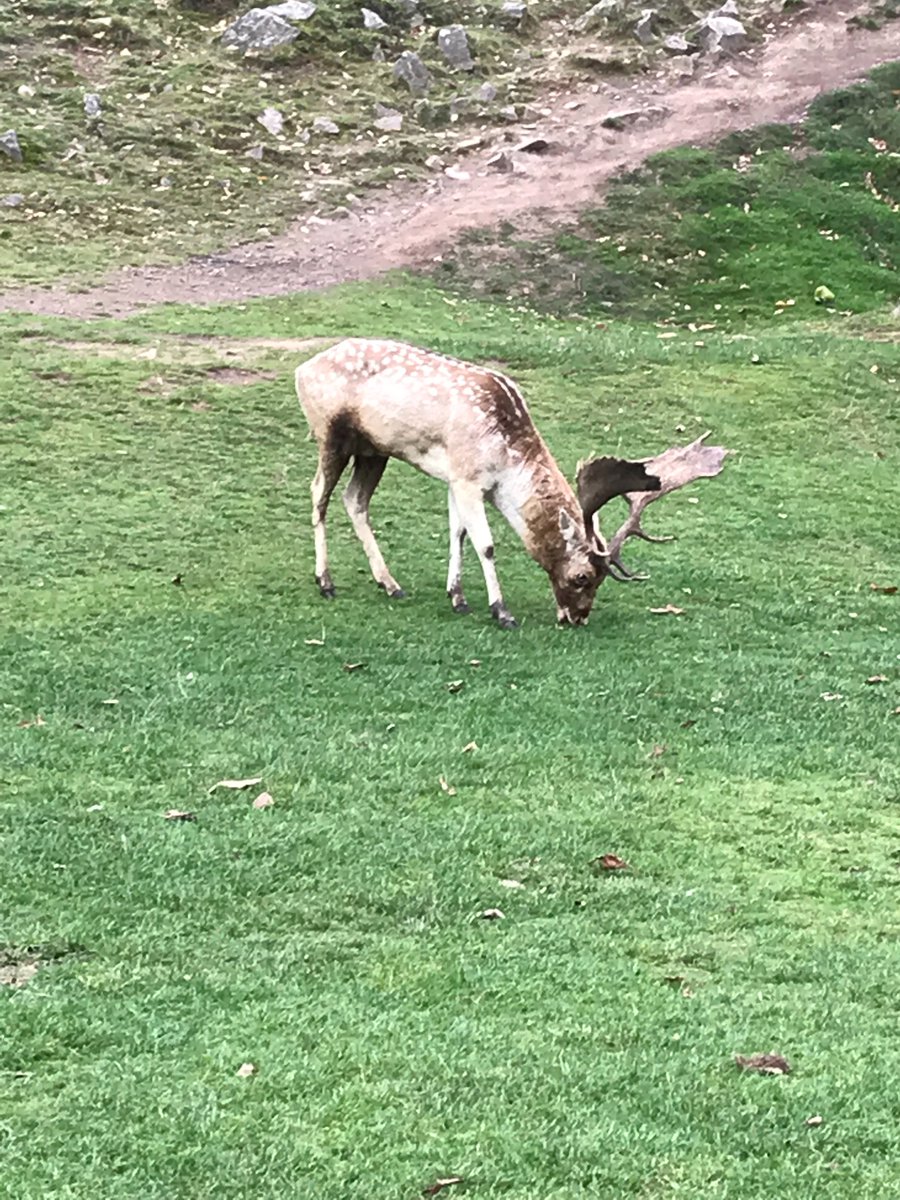 SandstarComms's tweet image. Productive day helping out with the #ProHelp team challenge at @BradgatePark with @LeicsCares @rgp_Ltd @rkhleicester &amp;amp; others