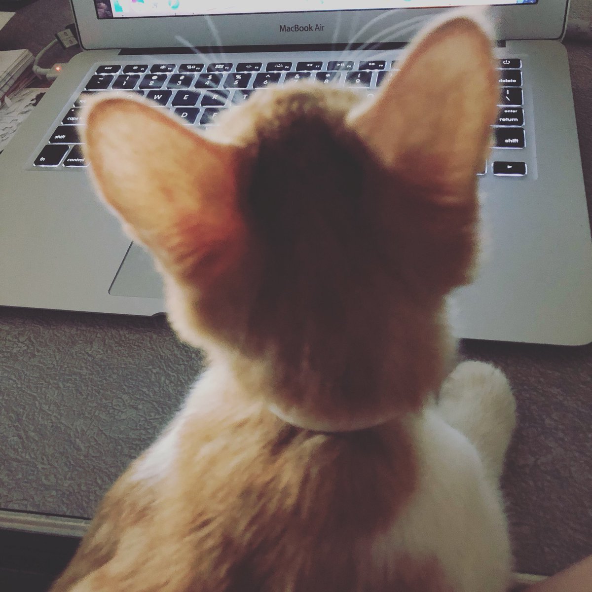 daskleinburro's tweet image. Nacho has discovered the fascinating scrolling computer screen. It’s his new fave pastime Lol #techkitty 😹 #daskleinburro #farmlife