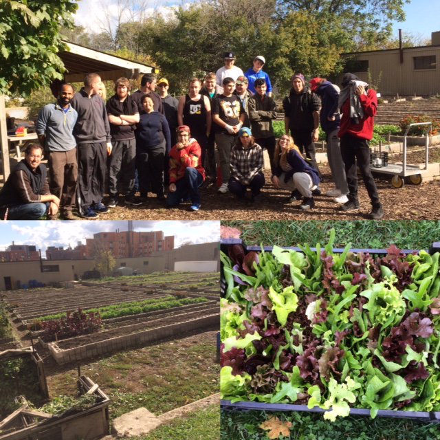 HVictoryGardens's tweet photo. Two amazing groups from King William Learning Centre and Sir Allen McNab came to help us out for our last workbee! @HWDSB #FeedHamilton https://t.co/NhBzUxmtvi