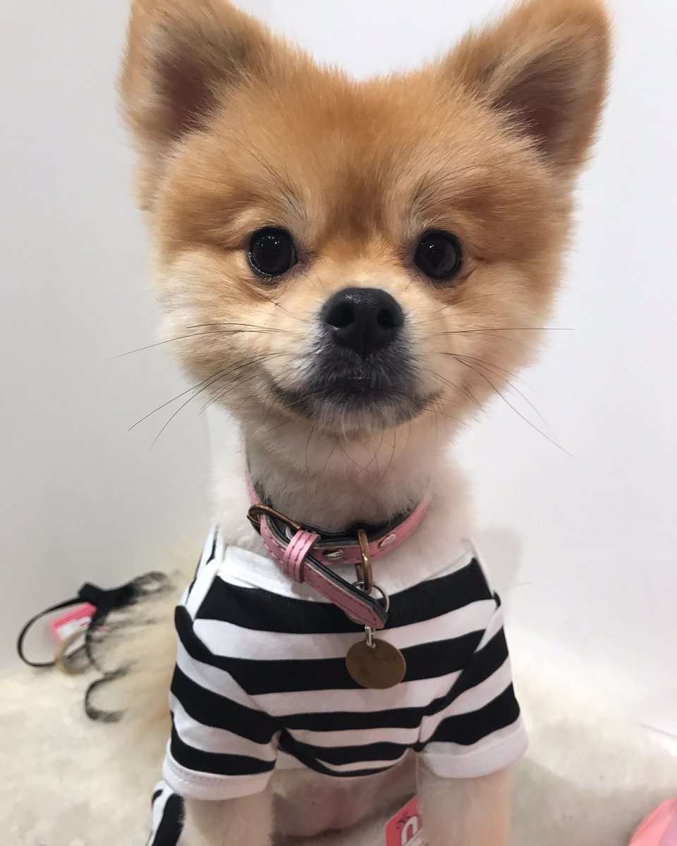 funnyfur's tweet photo. Jenga looks so adorable in her Louisdog Organic Jumpsuit from Funny Fur! #louisdog #pomeranian #pompom https://t.co/G0CkoFefmI