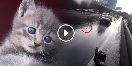 Un gentil motard risque sa vie pour sauver celle d’un chaton 😍🐈 ☛ bit.ly/2xpBYUz