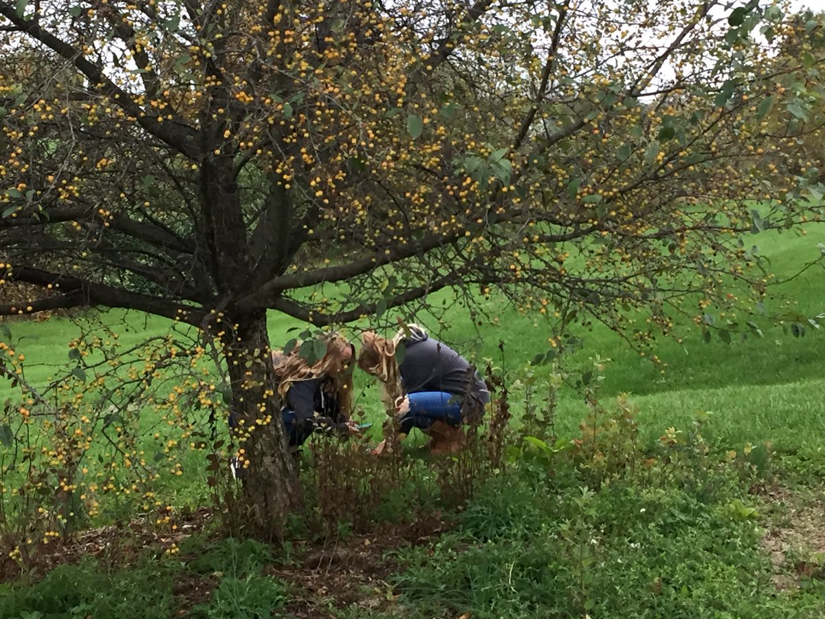 sunflow3r631's tweet photo. #schoolyard hunt for #nativevsinvasive #species https://t.co/EDofNzWYYR
