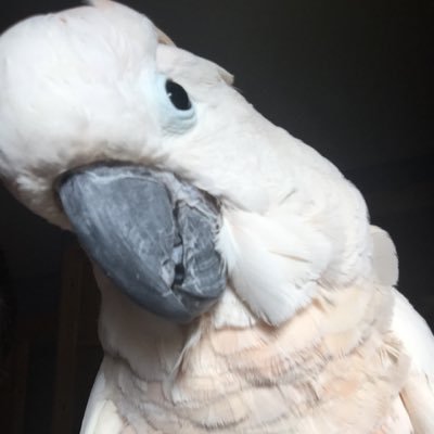 laviecockatoo's tweet photo. What Exactly is Wealthy Affiliate? Click Here to Find Out about this really cool Community for #Entrepreneurs  ♥️💯 https://t.co/BUg4phoynn https://t.co/4QcYEgsjRz