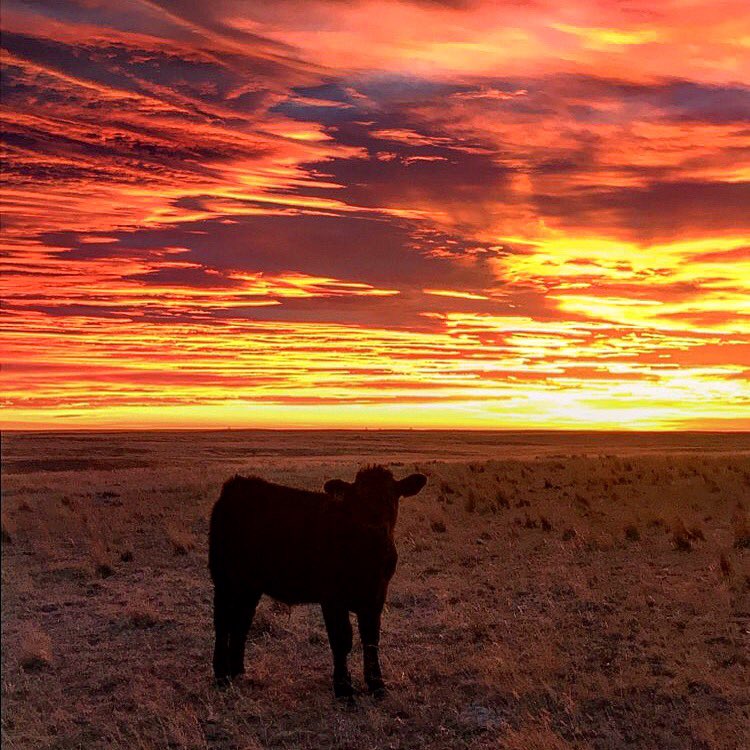 cher_d2's tweet photo. #cdnbeef #AgIsOurLife #Angus #NoEdits #PrarieRadiance https://t.co/WkU7Y3NK1Z