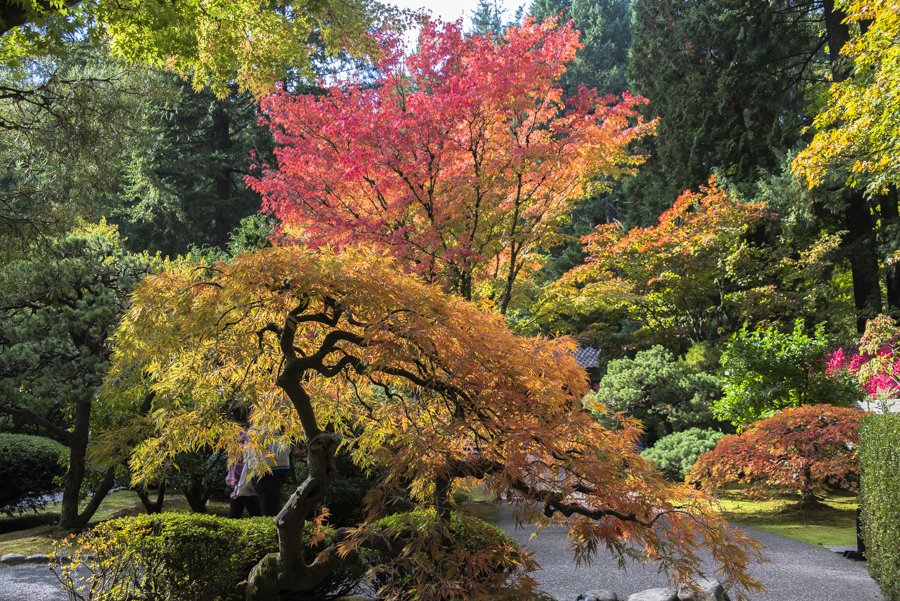 EllenEClark's tweet photo. It may be in the triple digits in Los Angeles, but it's fall at its finest in Portland, Oregon #satwportland https://t.co/mfPDBJH4tP