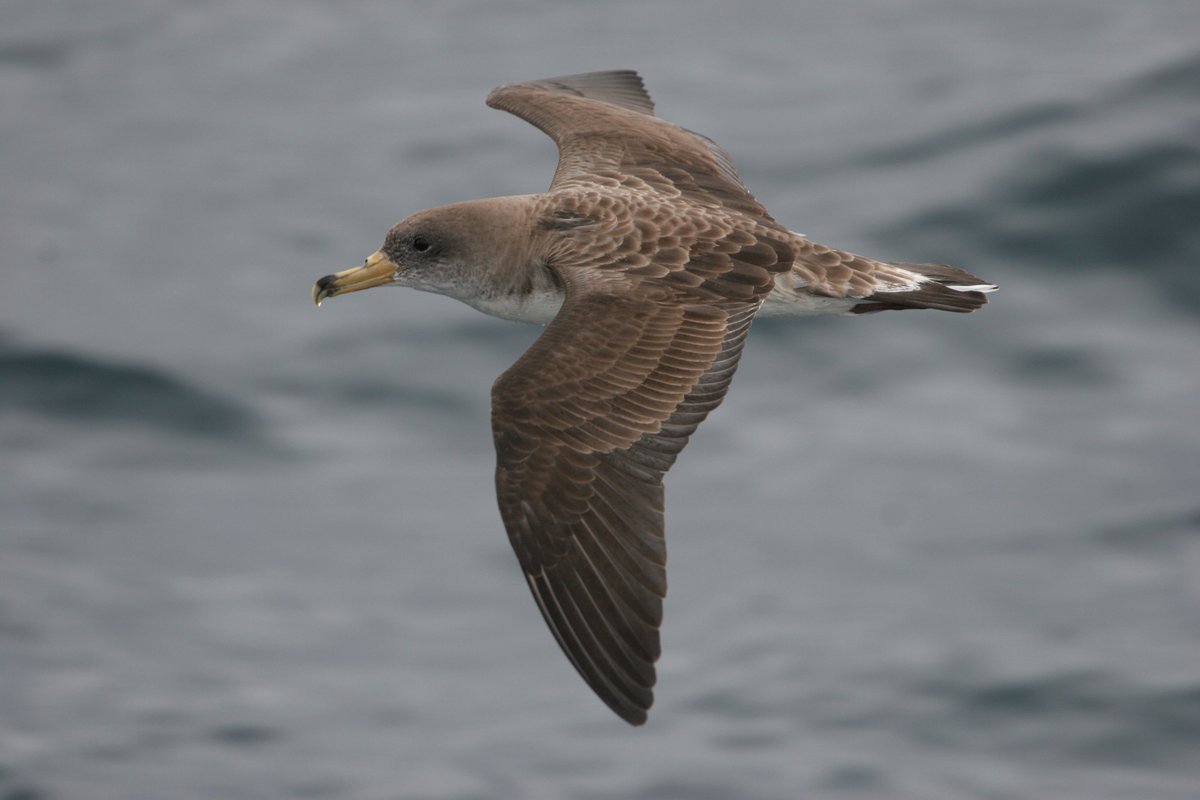 SEO_BirdLife's tweet photo. Arranca LuminAves para frenar la contaminación lumínica que sufren las aves marinas en Canarias @Yarci_SEO https://t.co/6sREw5QBUc https://t.co/QgODECP4Mf