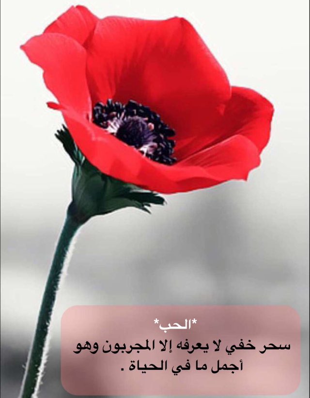 alhooo2ooob1's tweet photo. ⠀⠀⠀⠀⠀⠀⠀⠀⠀⠀⠀⠀⠀⠀⠀⠀⠀⠀⠀⠀⠀⠀⠀⠀⠀⠀⠀⠀⠀⠀⠀⠀⠀⠀⠀⠀⠀⠀⠀⠀⠀⠀⠀

❥
ما بين نعمة و جودّك و جمال حياتي فيك 
الله يبقيك ليّ
🎶

#عاشقة_الغرووب https://t.co/NR00Rs58WD