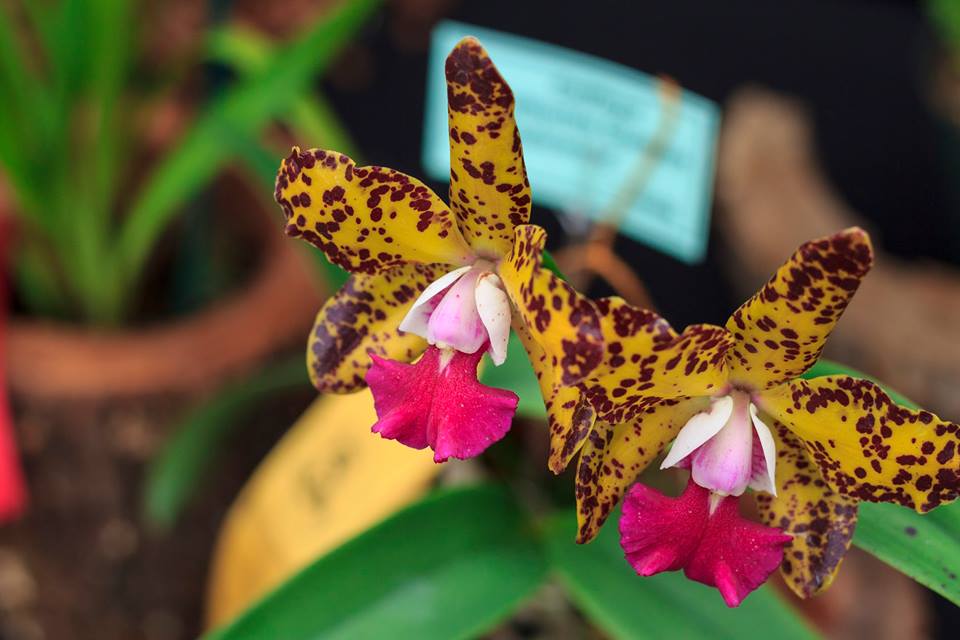 Mahoney S Garden On Twitter Massachusetts Orchid Society Presents World Of Orchids New England Nov 3 5 At Our Winchester Location Https T Co Ntvileyiuq Https T Co Hdr02uzzzs Twitter