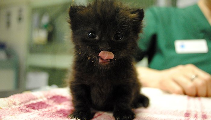 The_Blue_Cross's tweet photo. Did you know black cats take the longest to rehome? We have no idea why! Let's share the love this #BlackCatDay: https://t.co/MEufUgBVS2 https://t.co/OFW6LAyqPf