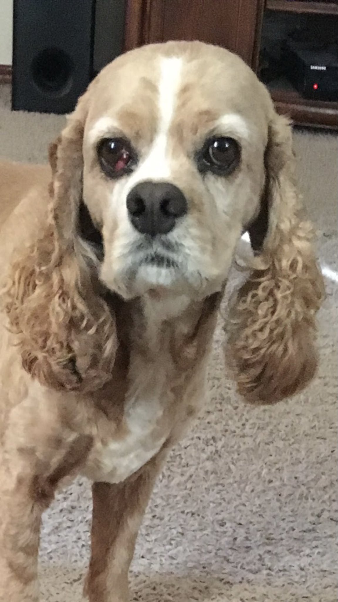  My pup Switzer turns 10 today!!!!! Happy birthday to the legendary pup!!! 