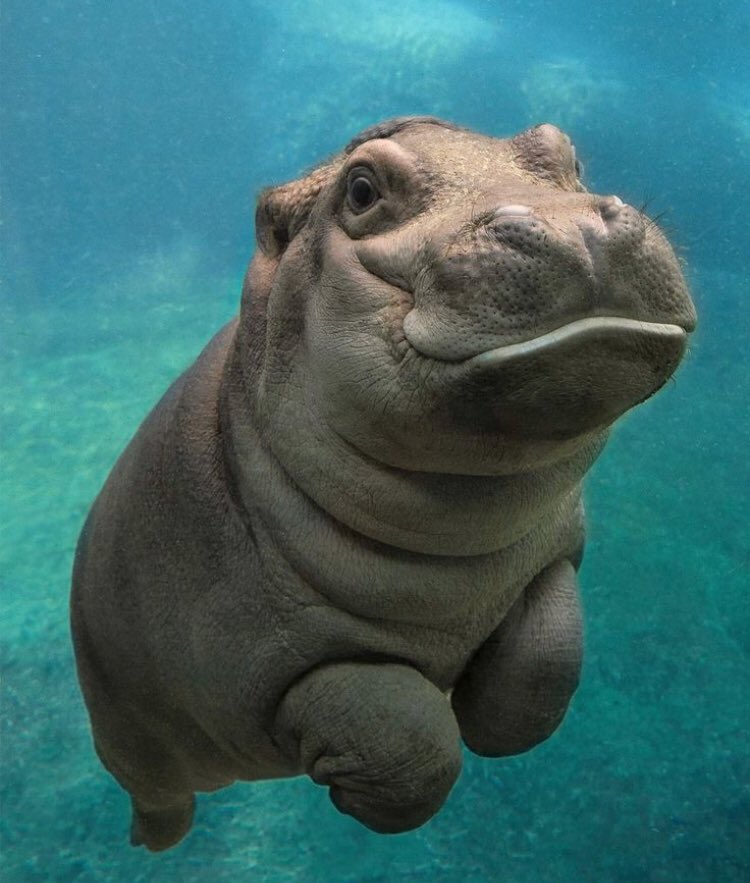 dopeunderwater's tweet photo. This cute thang just wants you to smile and say: “man that’s a dope underwater hippo” https://t.co/wqLmiXS16s