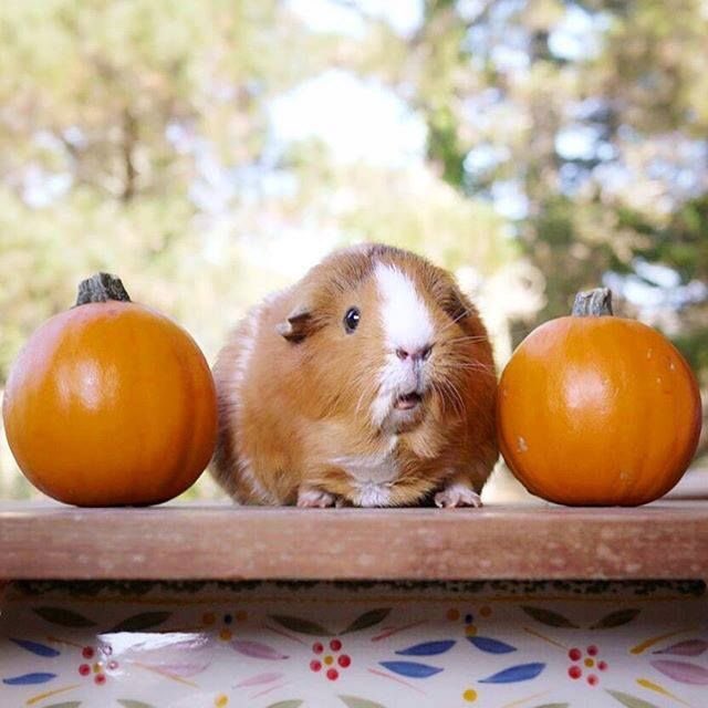 DailyGuineaLips's tweet photo. Let me introduce my new friends Jeremy and Kevin. They're pretty shy but I think me nibbling on their flesh is relaxing them. #guineapig https://t.co/ffktKnqlGZ