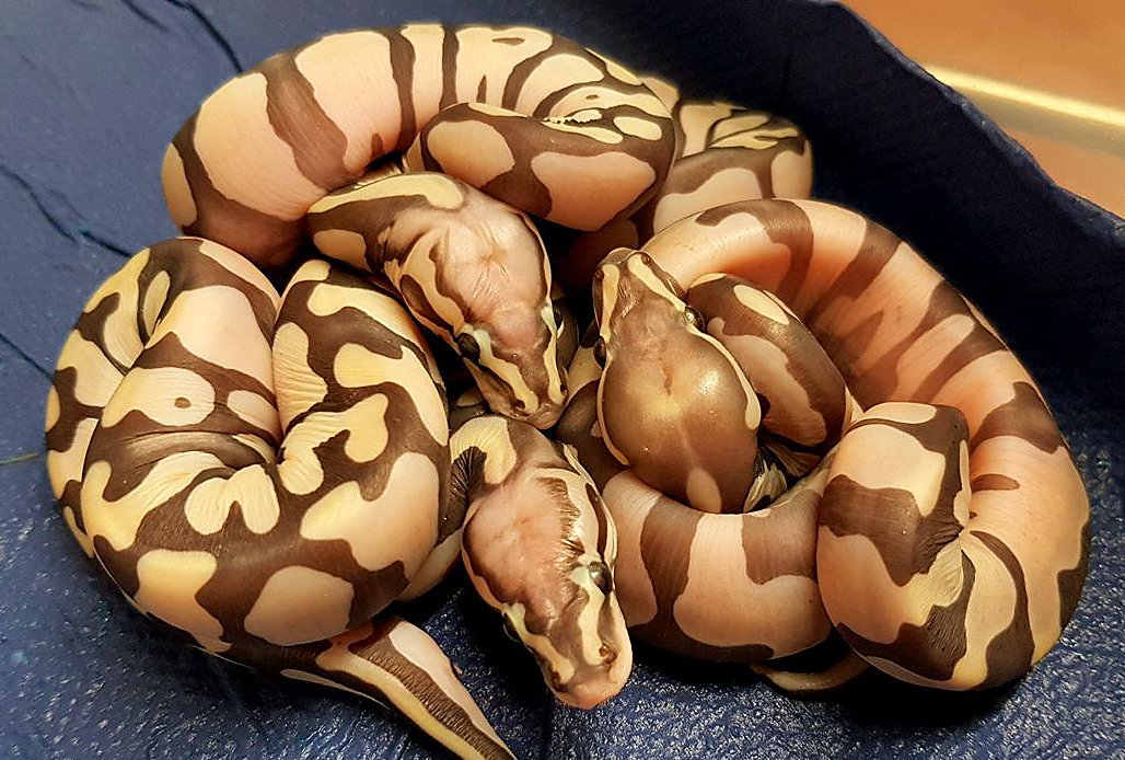 LivingArtReptil's tweet photo. Ciao, Scaleless Ball Python Photo by: Herman Van Hellem #ballpython #snake #reptile #livingartreptiles #scalelesssnake #scalelessballpython https://t.co/VWHR4VrDJg