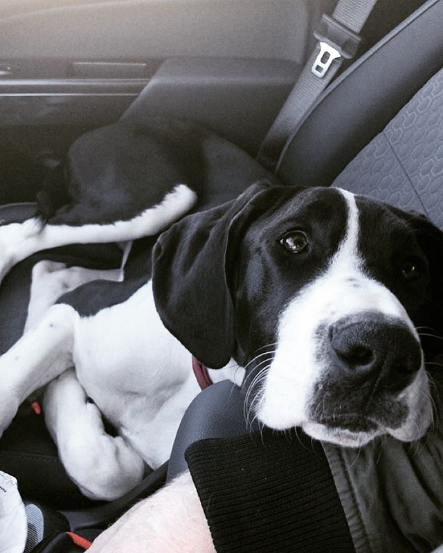 DanesofIG's tweet photo. I love car rides with my dad😍  📷: @malibudane https://t.co/EATtXIlhI2