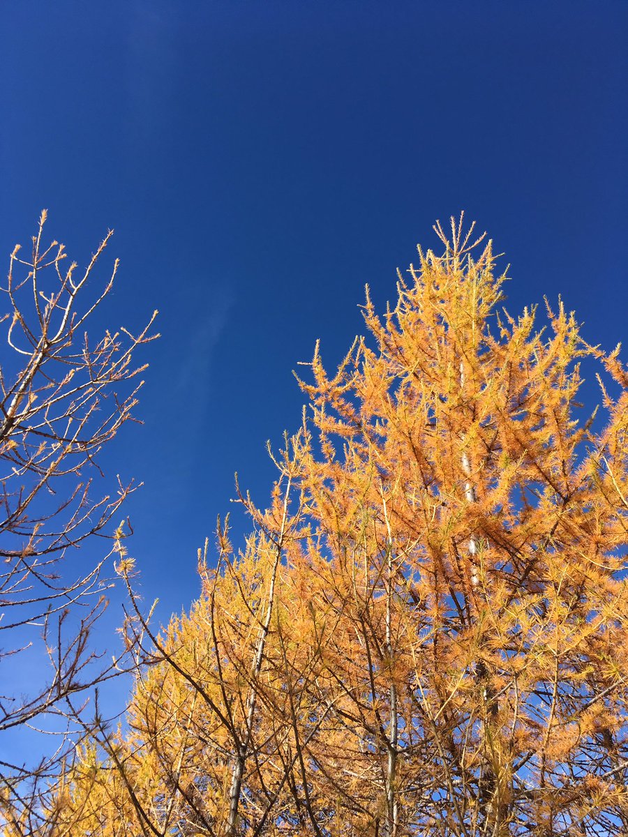 Bettibu7's tweet photo. La delicatezza dell'autunno. #mymountain #lamiamontagna #silenzio #blu #giallo #natura #cielo #guardareinalto #volarealto https://t.co/YvGuptNdMC